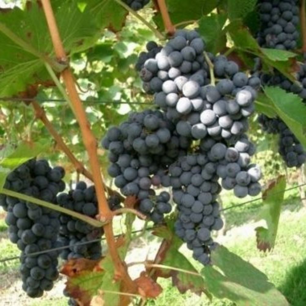 5 Vitis Vinifera Merlot Wine Grape Seeds For Planting | www.seedsplantworld.com