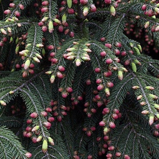 5 Picea Wilsonii Wilson Spruce Tree Seeds For Planting | www.seedsplantworld.com