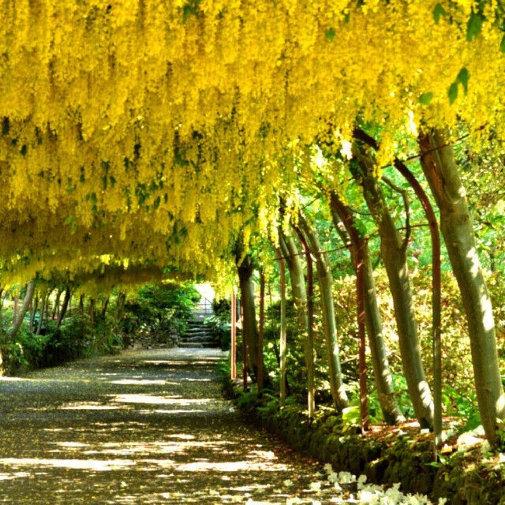 10 Laburnum Alpinum Golden Chain Tree Seeds For Planting | www.seedsplantworld.com