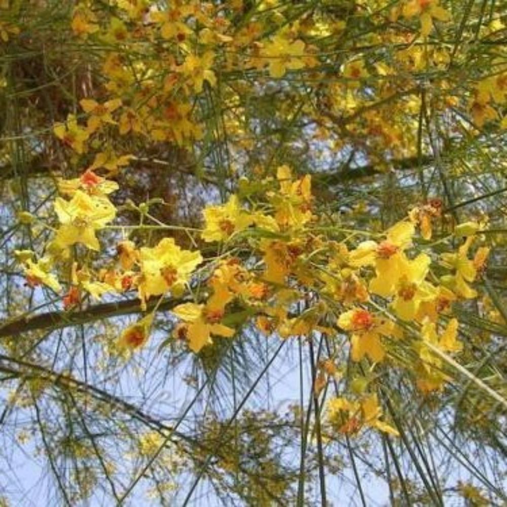 5 Parkinsonia Aculeata Jerusalem Thorn Shrub Seeds For Planting | www.seedsplantworld.com