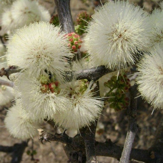 5 Acacia Mellifera Black Thorn Acacia Tree Seeds For Planting | www.seedsplantworld.com