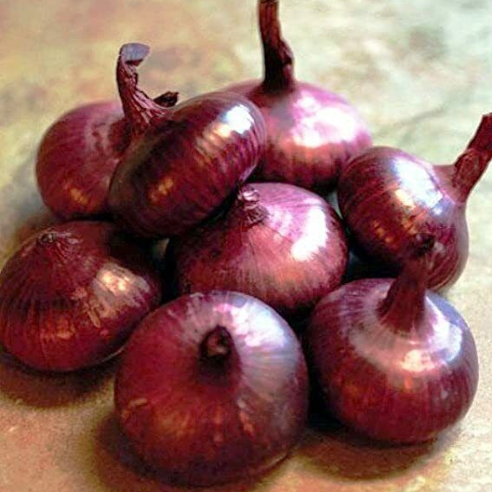 125 Red Cipollini Onion NON-GMO Italian Onion Red Marble Vegetable Seeds | www.seedsplantworld.com