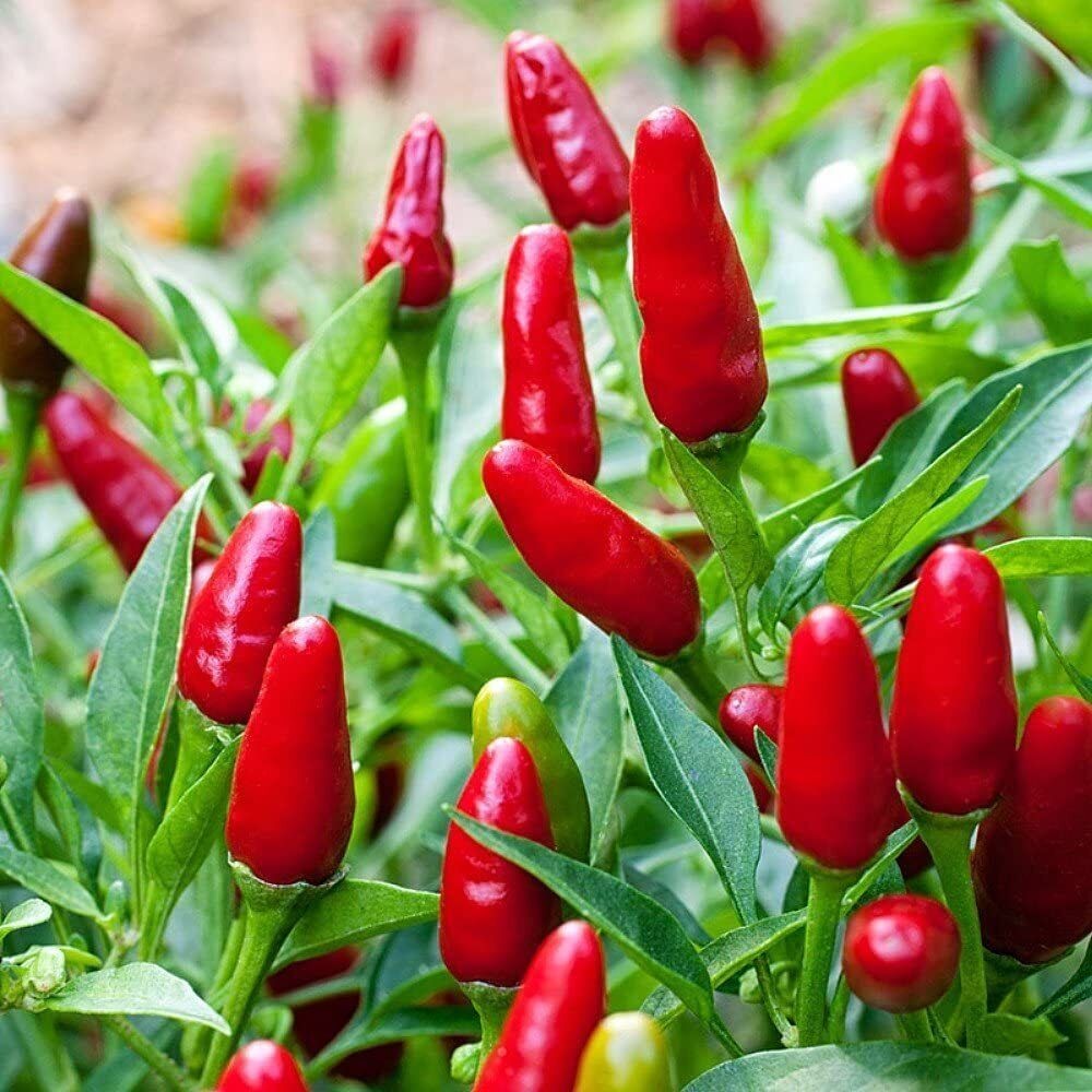 100 Pequin Chili Pepper Piquin Bird Pepper Compact Spicy Chili Vegetable Seeds | www.seedsplantworld.com