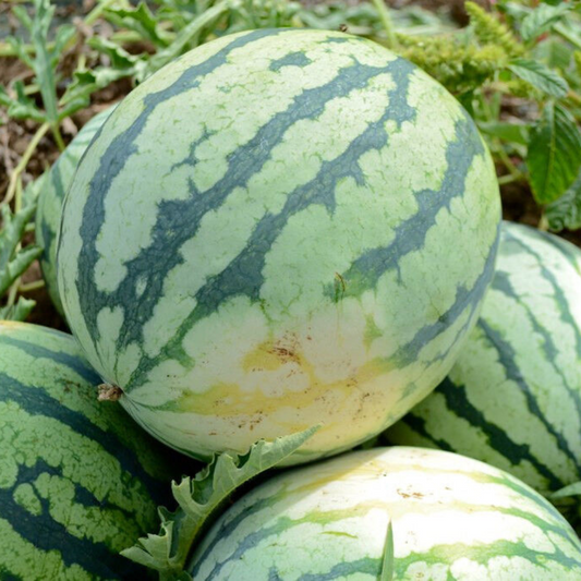 175 Dixie Queen Watermelon Cuban Queen NON-GMO Crimson Heirloom Fruit Seeds | www.seedsplantworld.com