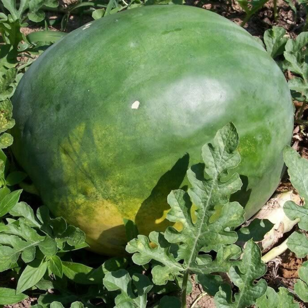 100 Florida Giant Watermelon Seeds Jubilee NON-GMO Huge 35-50 lbs Fruit Seeds | www.seedsplantworld.com