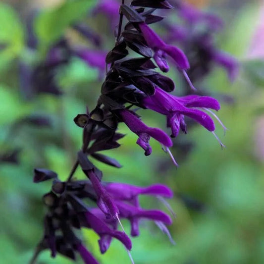 50 Purple Black Salvia Flower Flowers Hummingbird Perennial Seeds | www.seedsplantworld.com