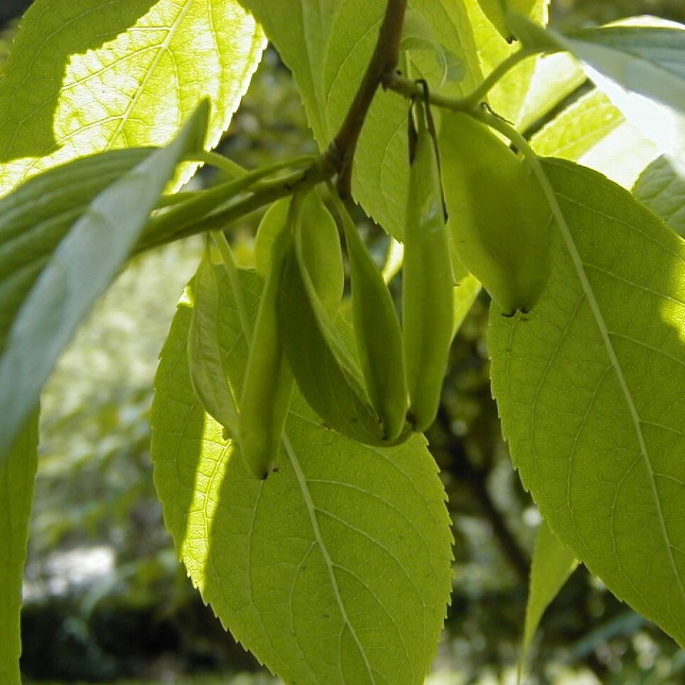 5 Eucommia Ulmoides Hardy Rubber Tree Seeds For Planting | www.seedsplantworld.com