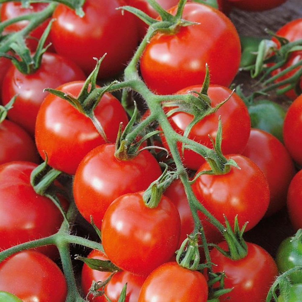 125 Large Red Cherry Tomato Salad Heirloom Non-GMO Vegetable Seeds | www.seedsplantworld.com