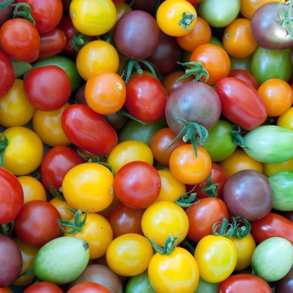 125 Rainbow Cherry Tomato NON-GMO Organic Colorful Vegetable Seeds | www.seedsplantworld.com