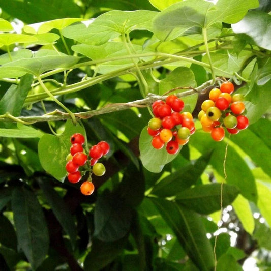 5 Tinospora Cordifolia Heart Leaved Moonseed Vine Seeds For Planting | www.seedsplantworld.com