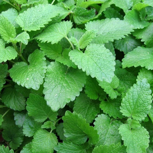 600 Lemon Balm Melissa Sweet Balm Mint NON-GMO Herb Seeds | www.seedsplantworld.com