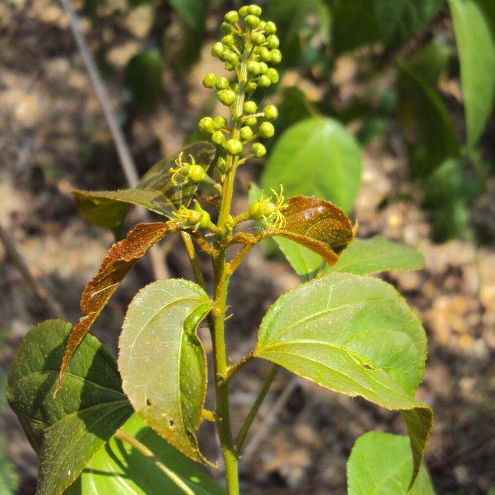 5 Croton Tiglium Purging Croton Tree Seeds For Planting | www.seedsplantworld.com