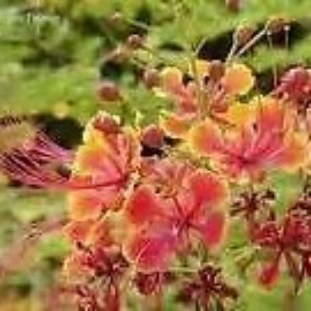 5 Caesalpinia Pulcherrima Bird Of Paradise Shrub Seeds For Planting | www.seedsplantworld.com