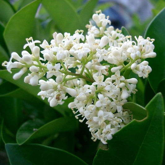 5 Ligustrum Japonicum Japanese Privet Evergreen Shrub Seeds For Planting | www.seedsplantworld.com