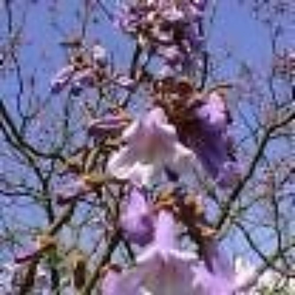 10 Paulownia Catalpifolia Seeds For Planting | www.seedsplantworld.com