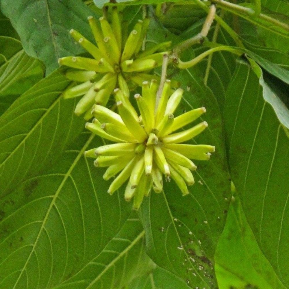 5 Camptotheca Acuminata Happy Tree Seeds For Planting | www.seedsplantworld.com