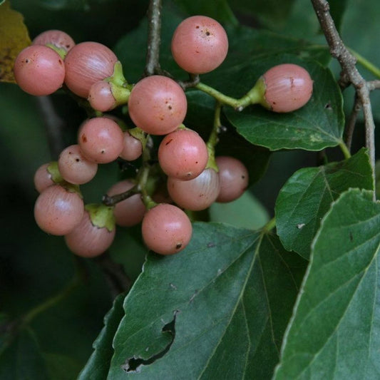 5 Cordia Dichotoma Fragrant Manjack Tree Seeds For Planting | www.seedsplantworld.com