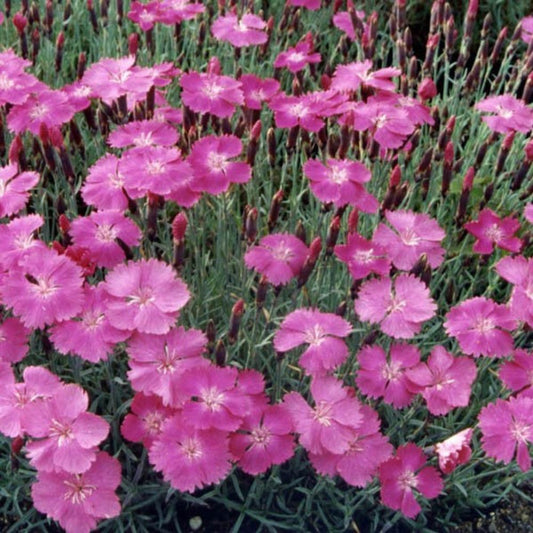 10 Dianthus Gratianipolitanus Cheddar Pinks Seeds For Planting | www.seedsplantworld.com