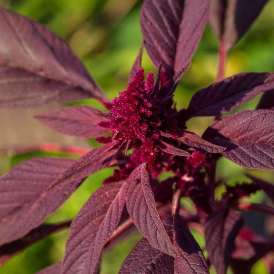 500 Red Garnet Amaranth Kiwicha NON-GMO Herb Seeds | www.seedsplantworld.com