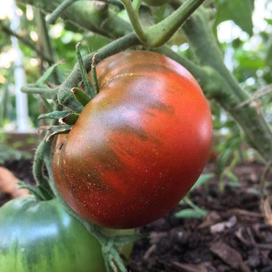 30 Paul Robeson Tomato NON-GMO Vegetable Seeds | www.seedsplantworld.com