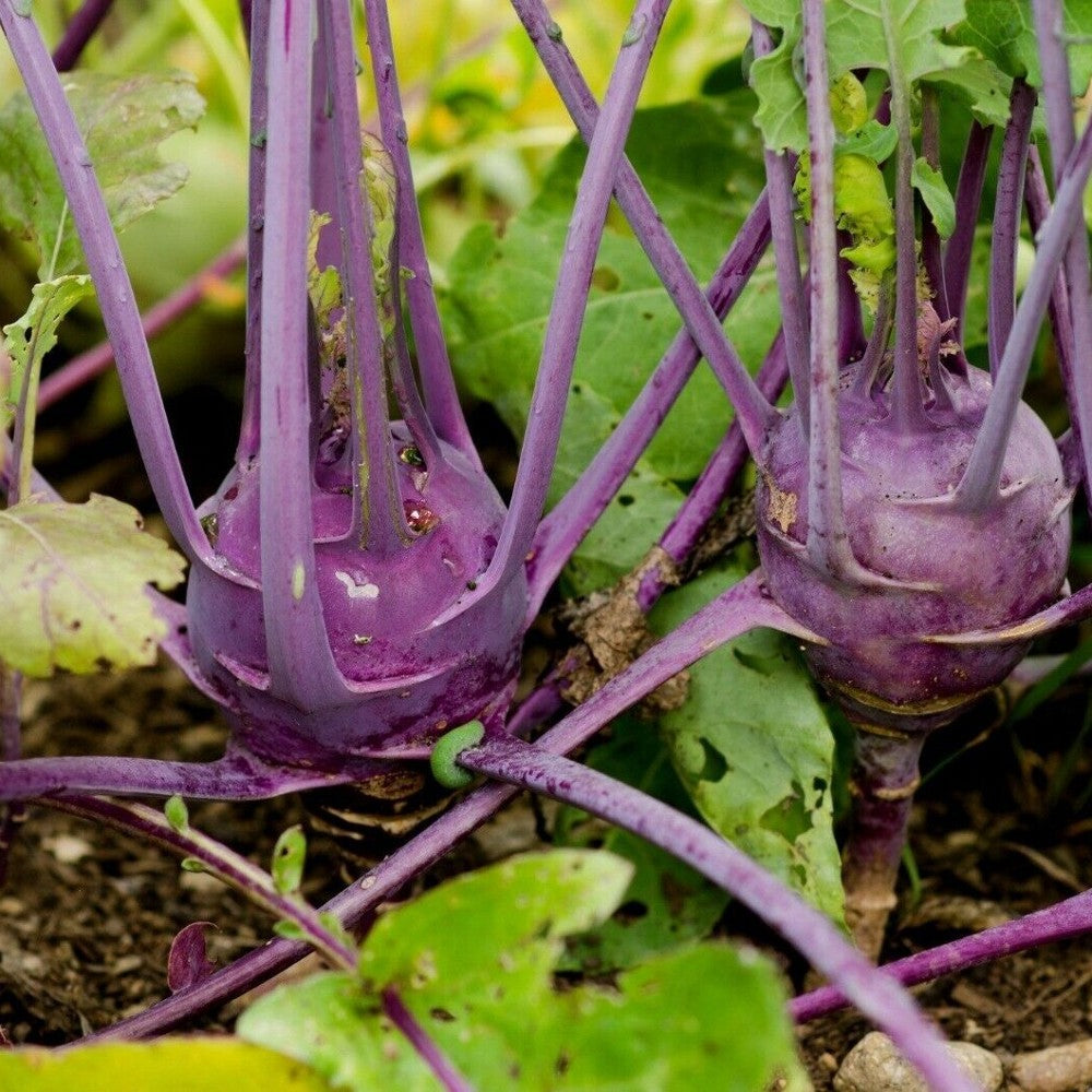 300 Early Purple Vienna Kohlrabi German Turnip NON-GMO Vegetable Seeds | www.seedsplantworld.com