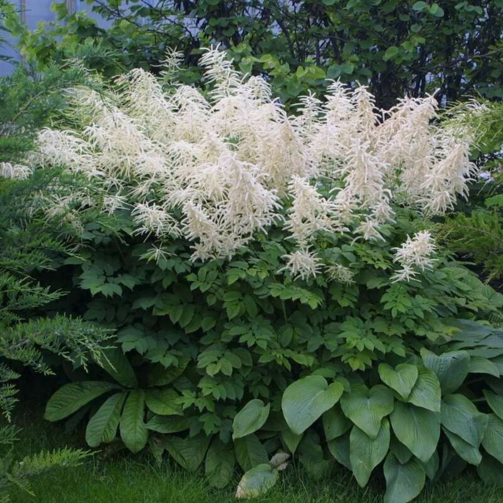 10 Aruncus Dioicus Goats Beard Perennial Seeds For Planting | www.seedsplantworld.com