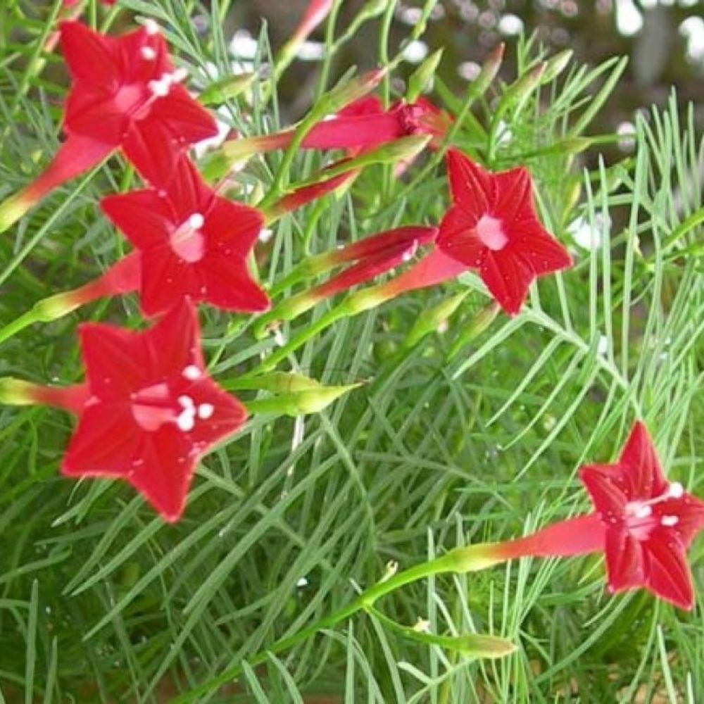 10 Ipomoea Quamoclit Cypress Vine Seeds For Planting | www.seedsplantworld.com