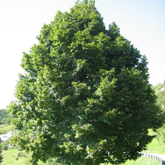 5 Tilia Platyphyllos Linden Tree Seeds For Planting | www.seedsplantworld.com