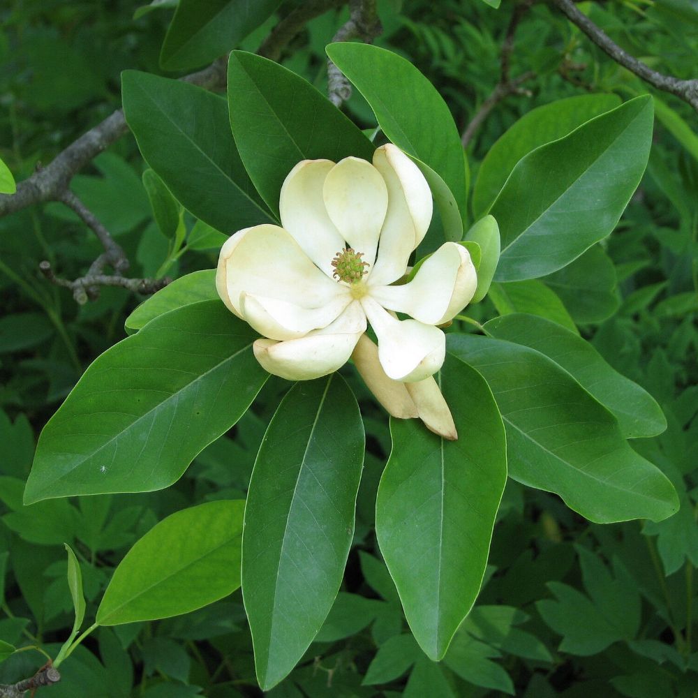 5 Magnolia Virginiana Australis Evergreen Sweetbay Magnolia Tree Seeds For Planting | www.seedsplantworld.com