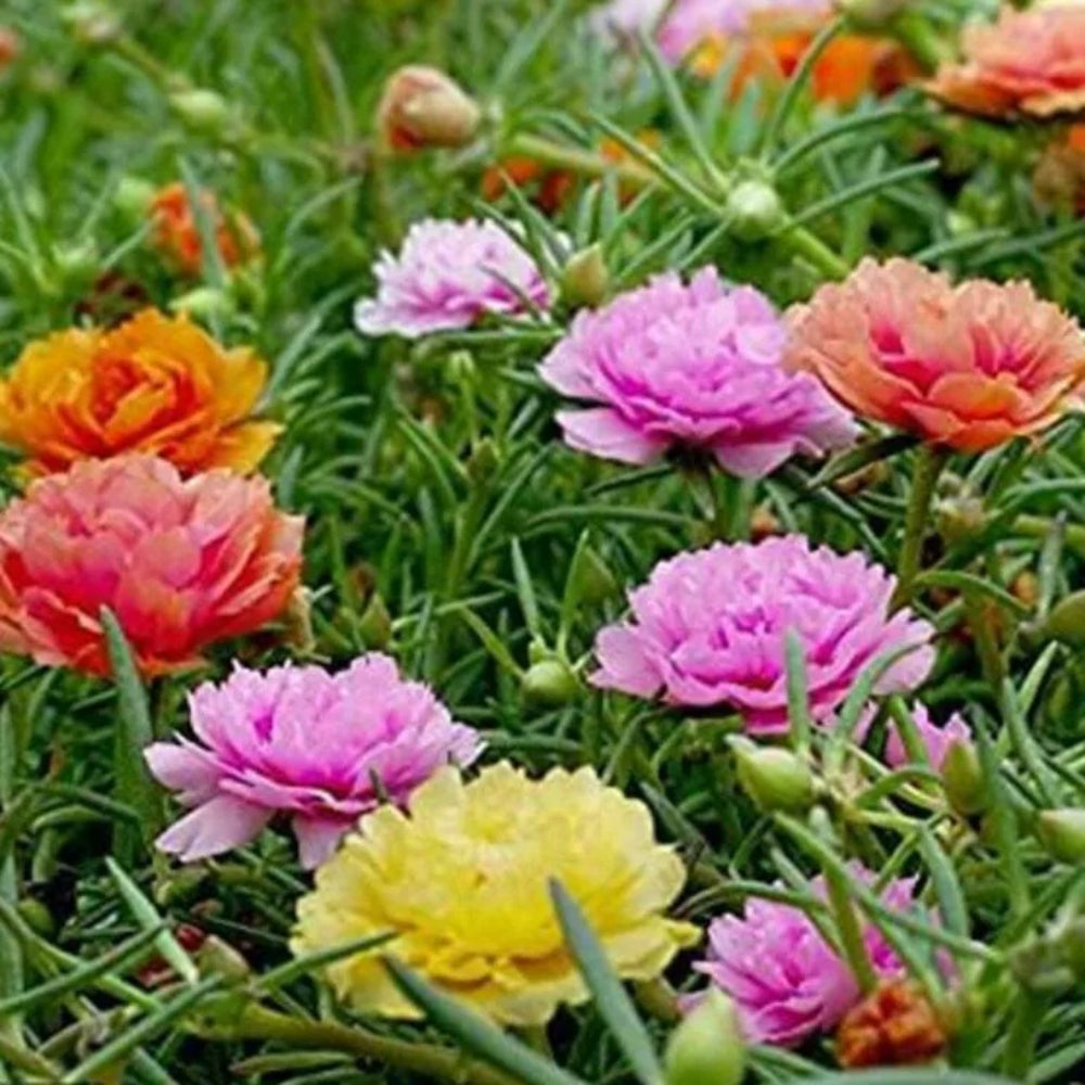 100 Double Mix Moss Rose Flower Flowers Perennial Seeds | www.seedsplantworld.com