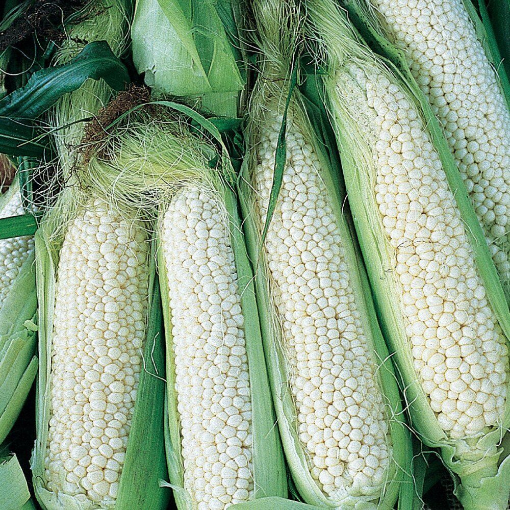 1920 Country Gentleman Sweet Corn White Shoepeg Corn Heirloom Fruit Seeds | www.seedsplantworld.com