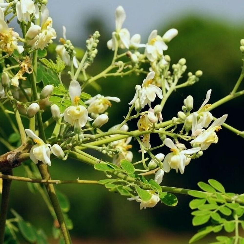 5 Moringa Oleifera Horseradish Tree Seeds For Planting | www.seedsplantworld.com