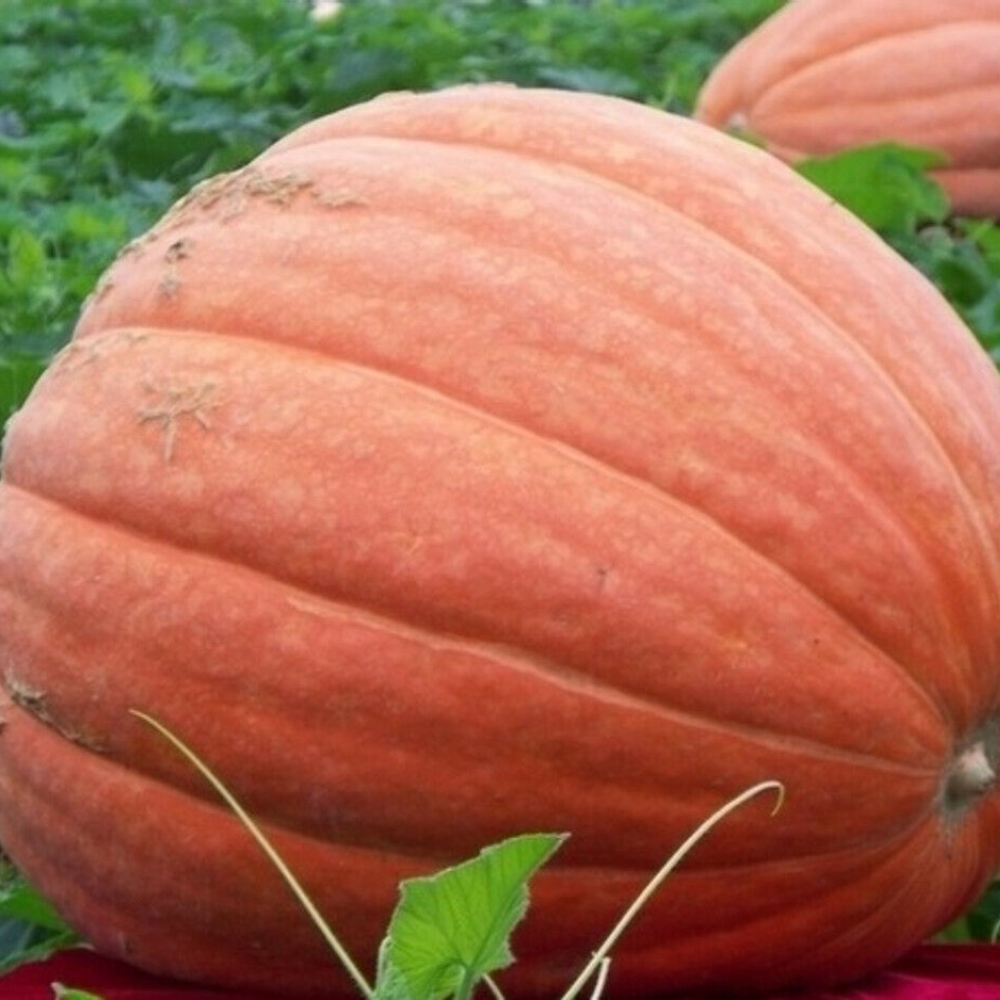 100 Big Max Pumpkin NON-GMO Enormous Large Pumpkin Pumpkin Pie Vegetable Seeds | www.seedsplantworld.com