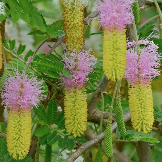 5 Dichrostachys Cinerea Bell Mimosa Tree Seeds For Planting | www.seedsplantworld.com