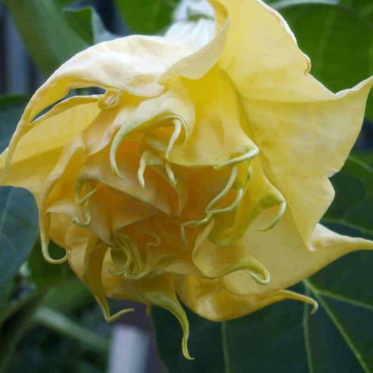 5 Datura Metel Triple Yellow Devils Trumpet Seeds For Planting | www.seedsplantworld.com