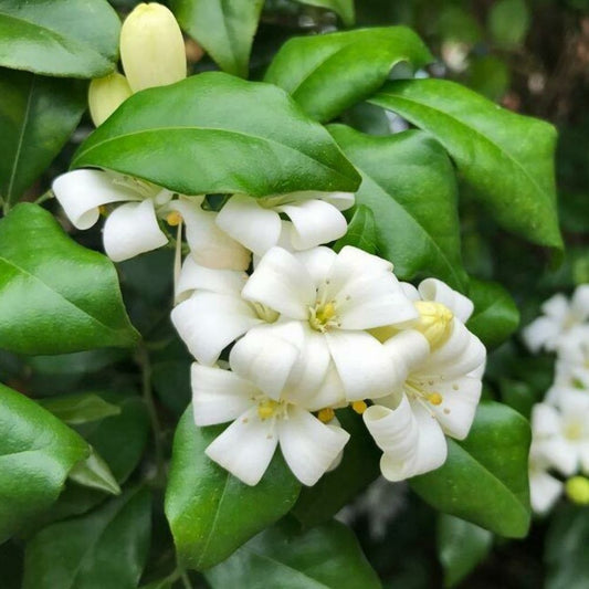 5 Murraya Paniculata Orange Jasmine Seeds For Planting | www.seedsplantworld.com