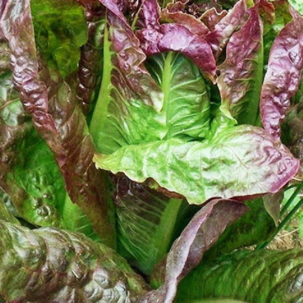 500 Red Romaine Lettuce Caesar Salad NON-GMO Vegetable Seeds | www.seedsplantworld.com