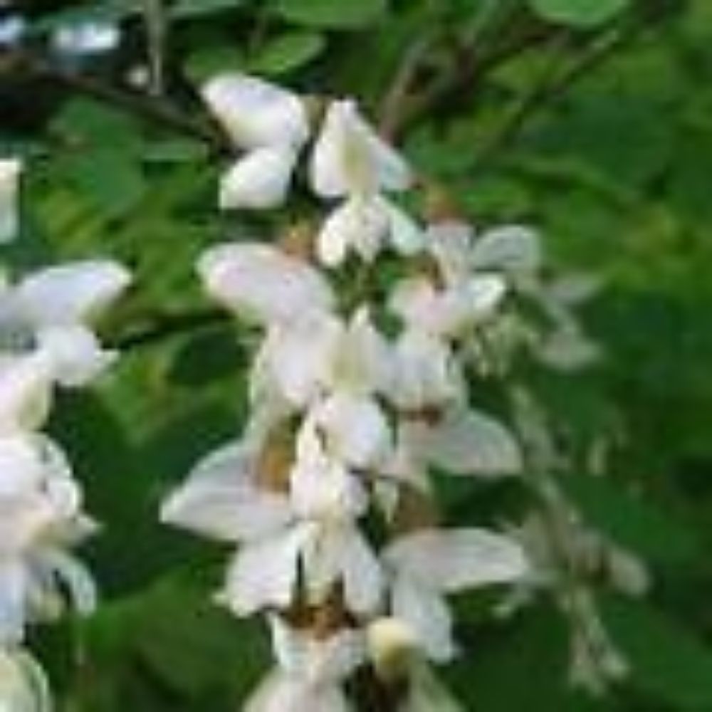 10 Robinia Pseudoacacia Black Locust Tree Seeds For Planting | www.seedsplantworld.com