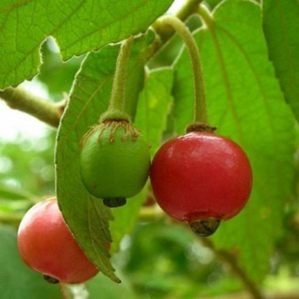 5 Muntingia Calabura Jamaican Cherry Aka Strawberry Tree Seeds For Planting | www.seedsplantworld.com