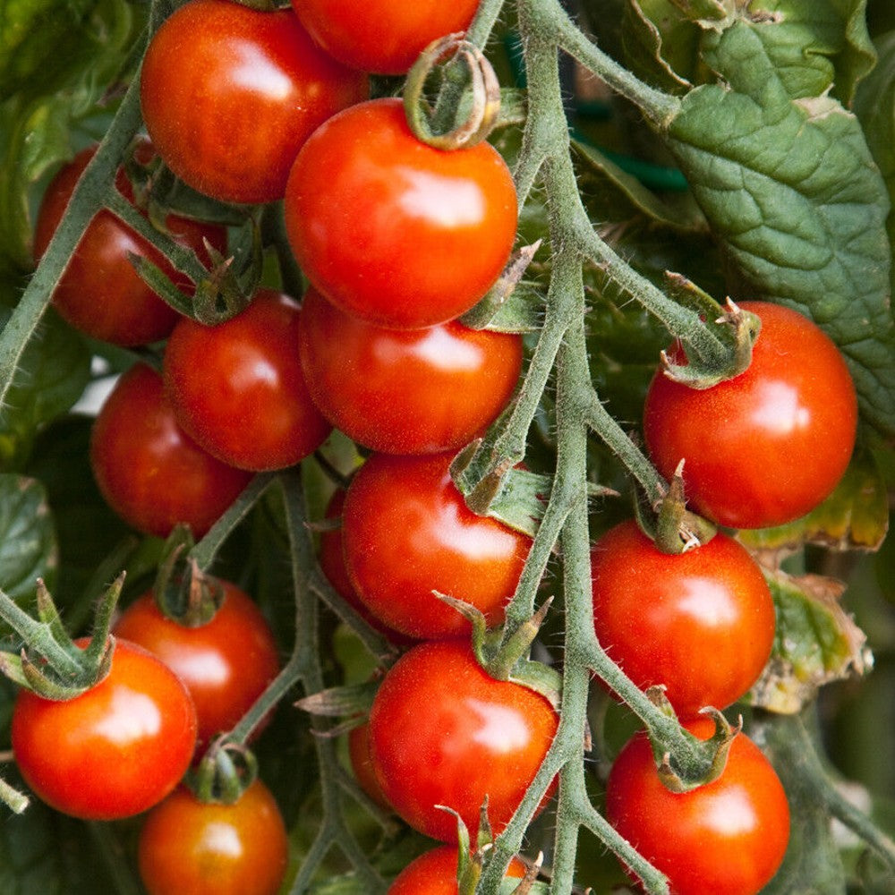 125 Small Red Cherry Tomato NON-GMO Vegetable Seeds | www.seedsplantworld.com