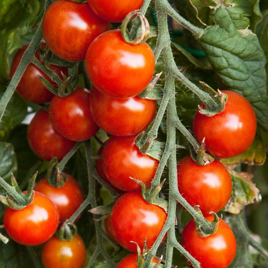 125 Small Red Cherry Tomato NON-GMO Vegetable Seeds | www.seedsplantworld.com