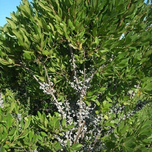 5 Myrica Pennsylvanica Northern Bayberry Seeds For Planting | www.seedsplantworld.com