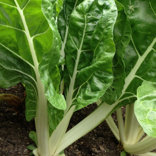 35 Fordhook Giant Swiss Chard NON-GMO Salad Greens Heirloom Vegetable Seeds | www.seedsplantworld.com