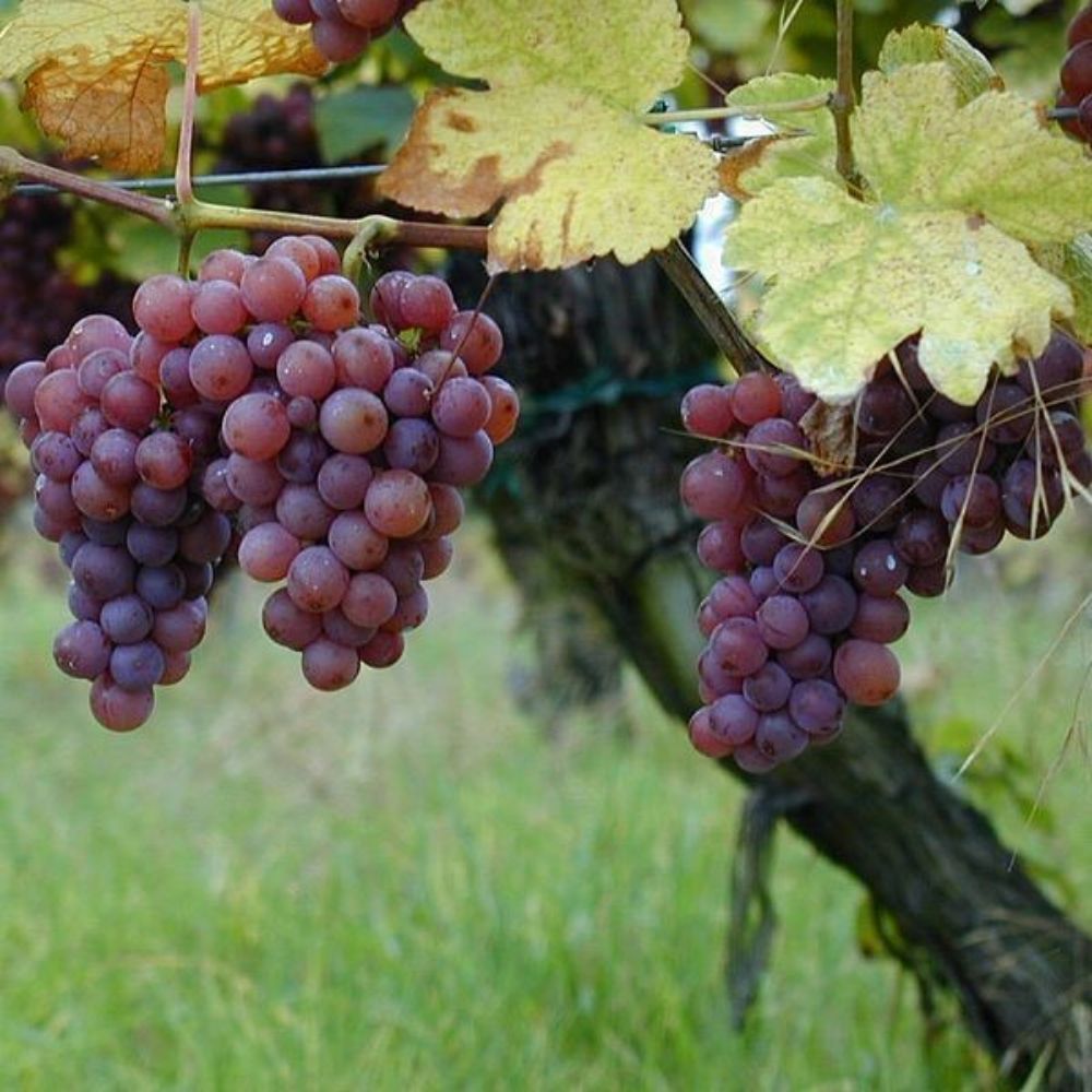 5 Vitis Vinifera Gewurtztraminer Wine Grape Seeds For Planting | www.seedsplantworld.com