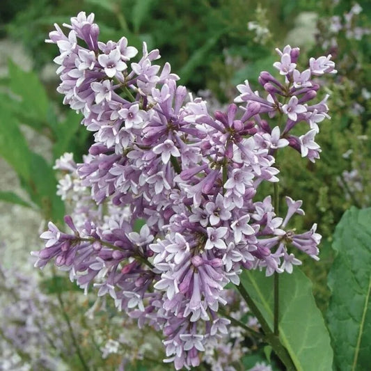 25 Donald Wyman Lilac Tree Fragrant Flowers Flower Perennial Seeds | www.seedsplantworld.com