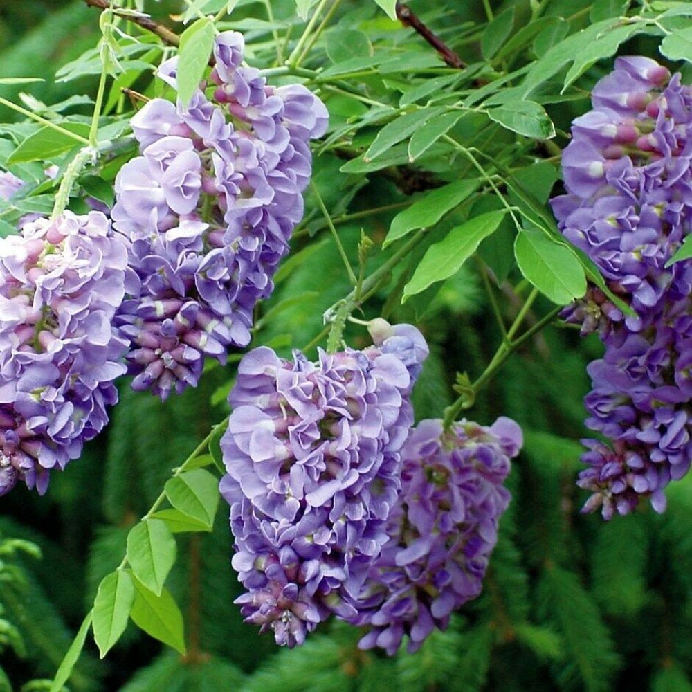 5 Wisteria Frutescens Purple Flowers Seeds For Planting | www.seedsplantworld.com