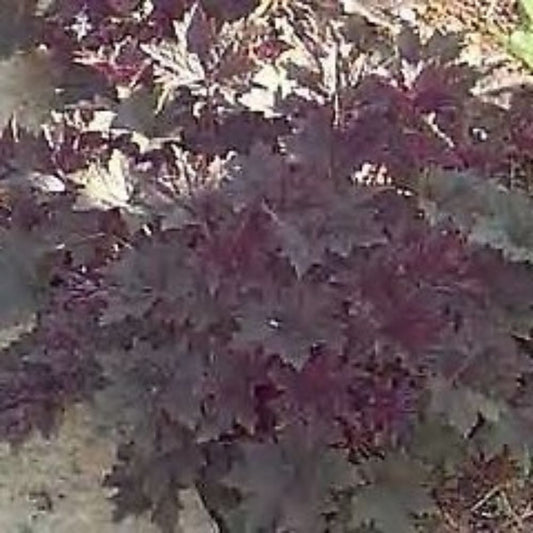 5 Heuchera Micrantha Palace Purple Coral Bells Seeds For Planting | www.seedsplantworld.com