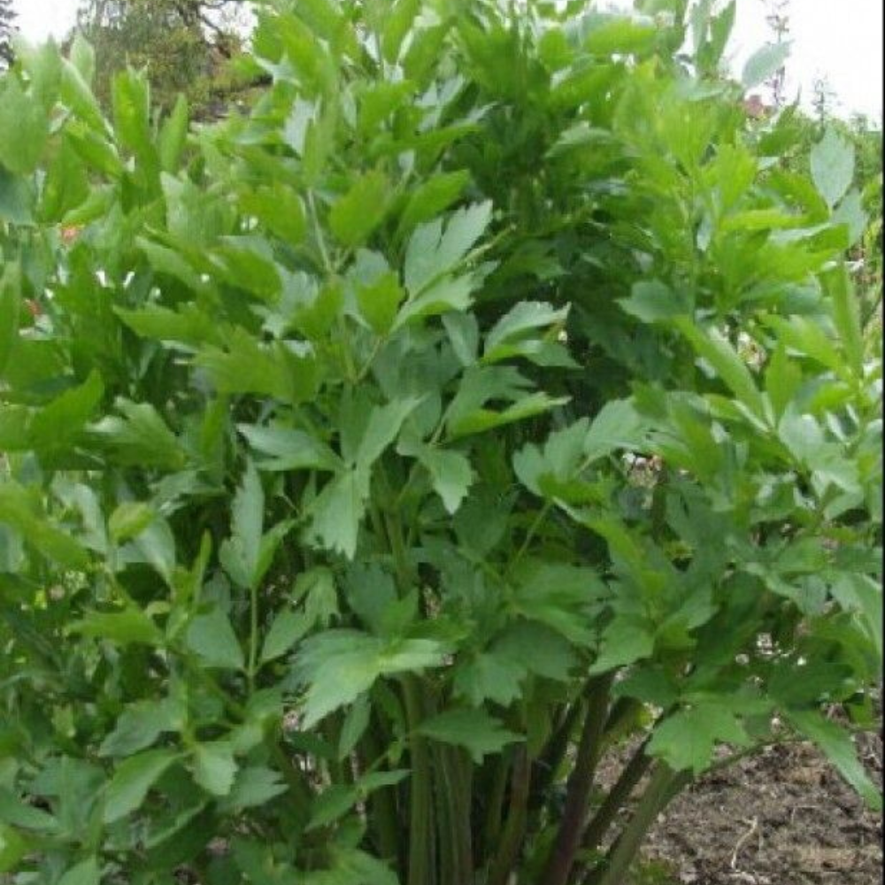 175 Lovage Levisticum officinale Maggi Herb NON-GMO Herb Seeds | www.seedsplantworld.com