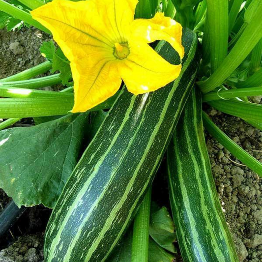 800 Cocozelle Zucchini Summer Squash NON-GMO Cocozella di Napoli Fruit Seeds | www.seedsplantworld.com