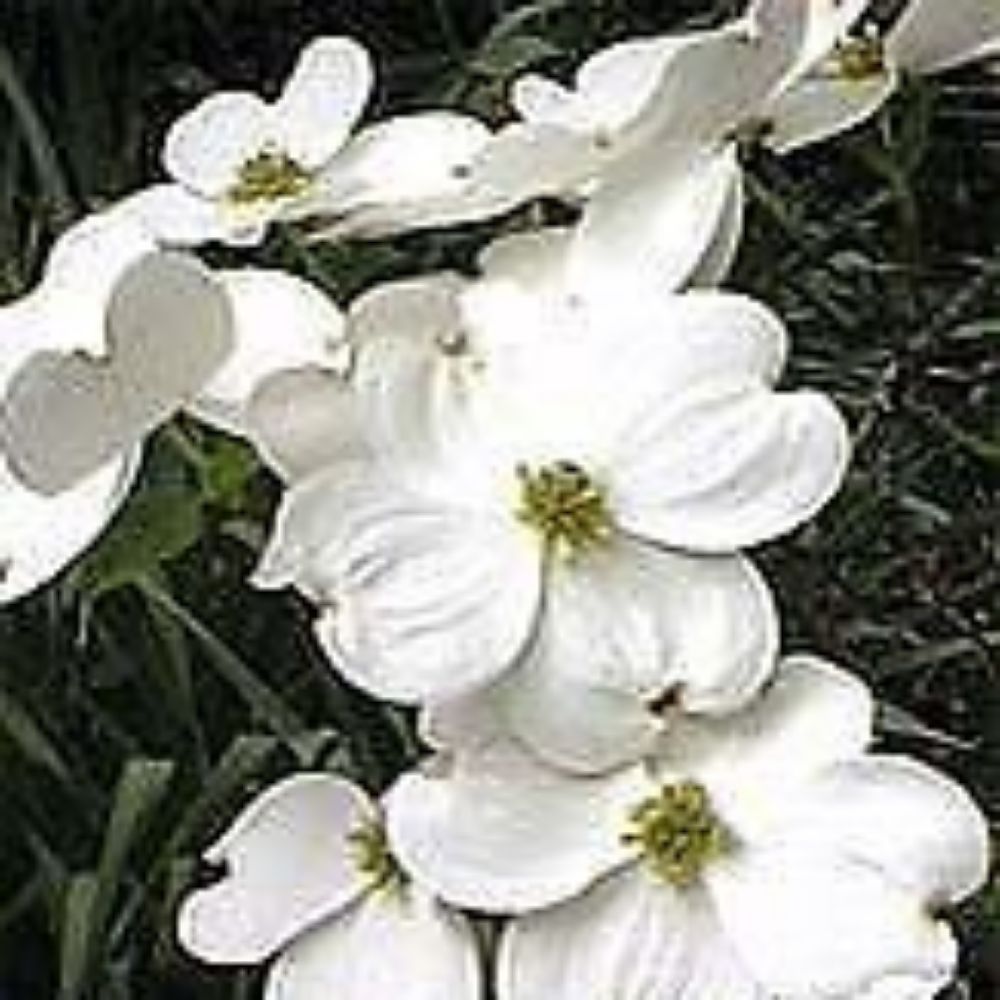 5 Cornus Florida White Flowering Dogwood Seeds For Planting | www.seedsplantworld.com